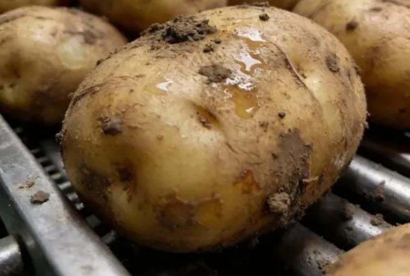 Still Worried About Incomplete Removal of Pesticides and Dirt