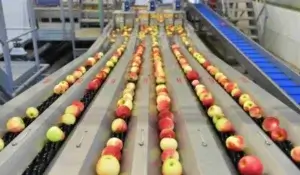 Industrial Brushware for fruit cleaning brush