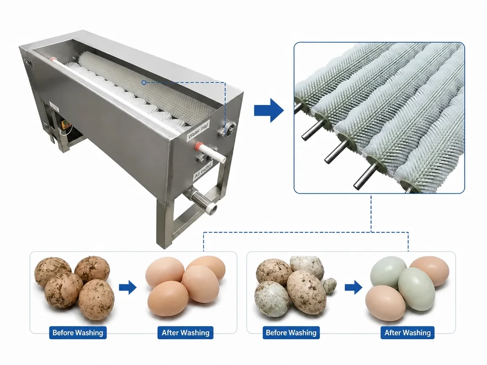 Comparison of egg brush roller cleaning